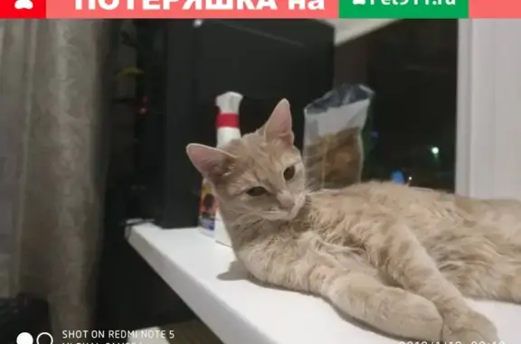 Пропала кошка на Самарской тец