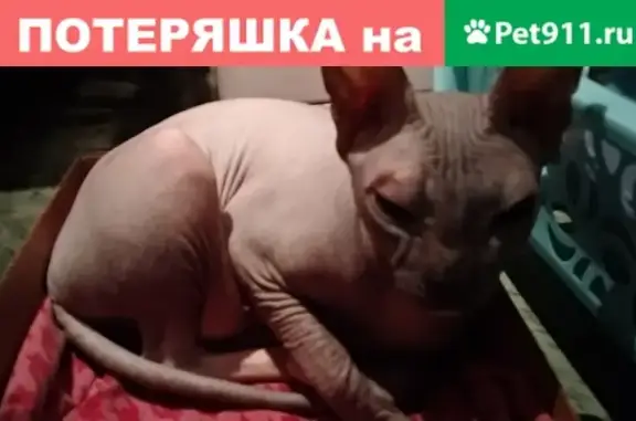 Найдена кошка в ЗАО Москвы #акция_всеобщий_репост