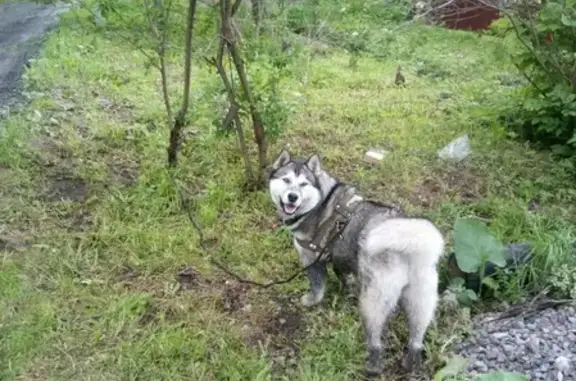 Найдена собака в лесной, Буй, Костромская область