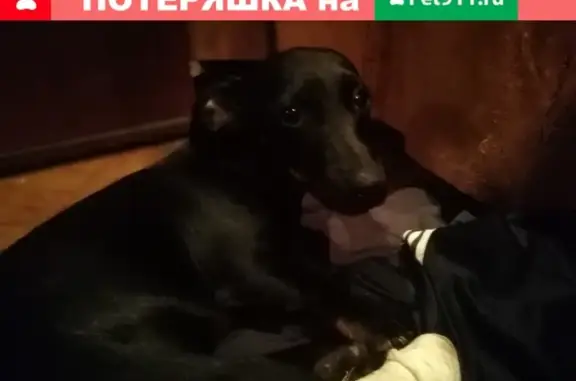 Найдена собака на ул. Мадояна, Ростов-на-Дону