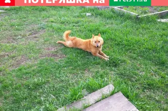 Пропала собака Ринта в Боре, Нижегородская область