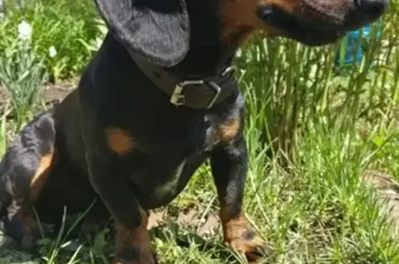 Собаки потеряшки, Степной, фото: Потеряшка собака Тайсон в поселке Степной, Тульская область