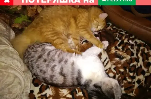Пропал рыжий котик Персик в районе Судоремонтников, Туапсе