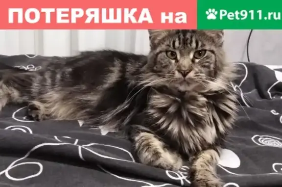 Пропала кошка Боня в Бологоме, Тверская область
