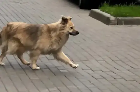 Найдена собака на улице Эльдара Рязанова в Москве