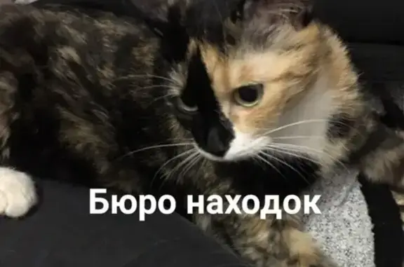 Пропала кошка Муля на Ильича, 4. Помогите найти!