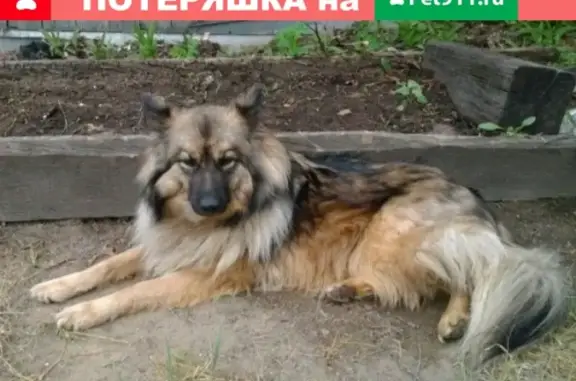 Пропала собака Дора в Якутске