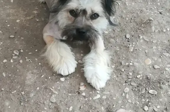 Пропала собака Малыш в Георгиевске, Ставропольском крае