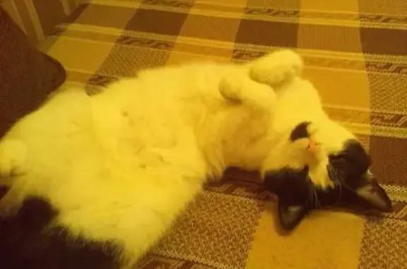 Кошки потеряшки, Ярославль, фото: Потеряшка кошка на улице Урицкого, 38 в Ярославле