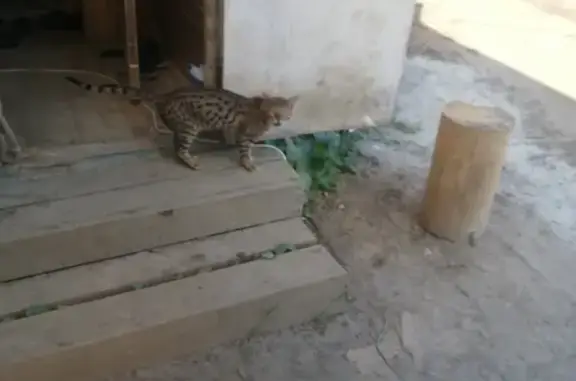 Найден бенгальский кот в Покровском