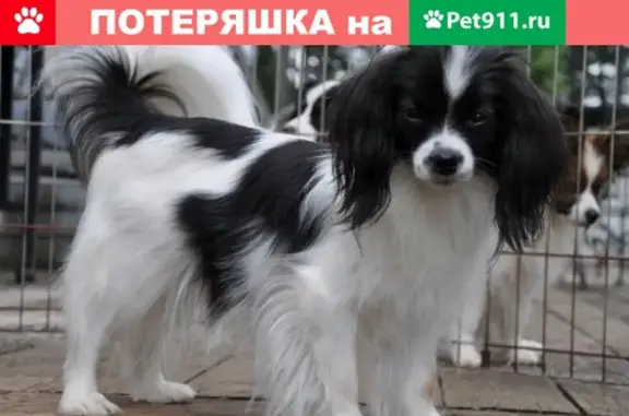 Найдена собака в Воронеже, Северный район.