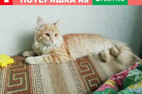 Потерялась кошка в Долматово, Тверь