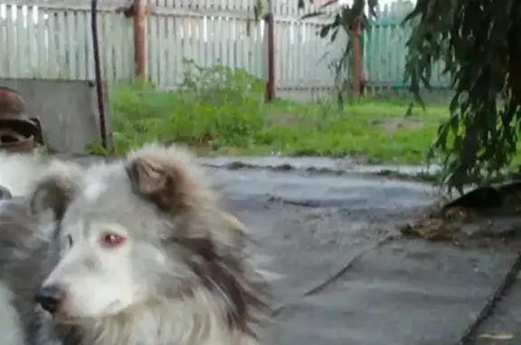 Пропала собака Пушок в районе зеленого клина, Бийск.