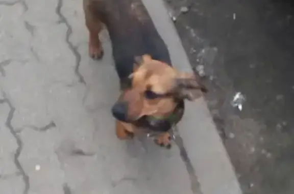 Найдена собака на жд вокзале в Белгороде