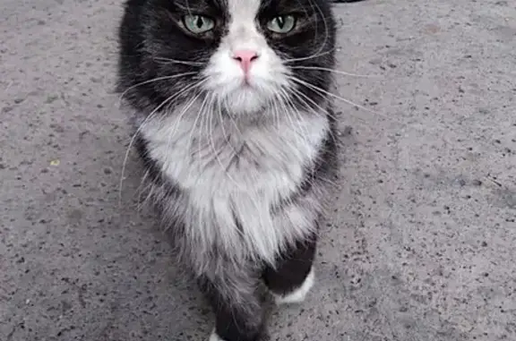 Найдена кошка в Черногорске, ищем хозяев