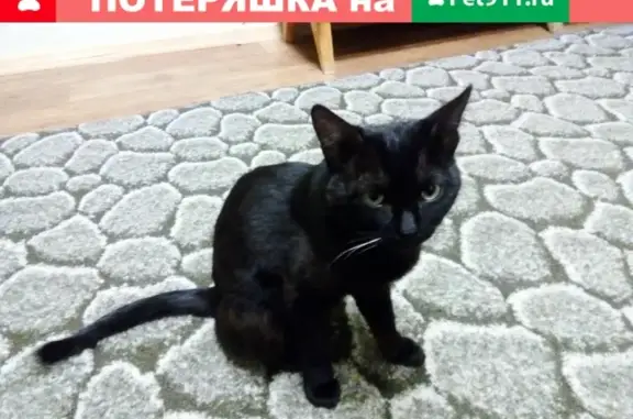 Найден молодой кот в Иваново