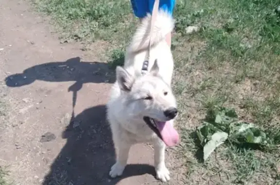Пропала собака в Медногорске, Оренбургская область
