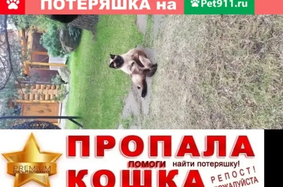 Кошки потеряшки, Ярославль, фото: Потеряшка кошка в Коргише, Ярославская область