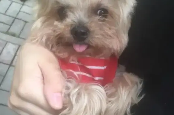 Собаки потеряшки, Москва, фото: Потеряшка собака на улице Архитектора Власова, дом 11к2