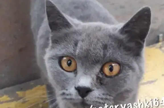 Найдена кошка на Ново Астраханском шоссе, ищем хозяина