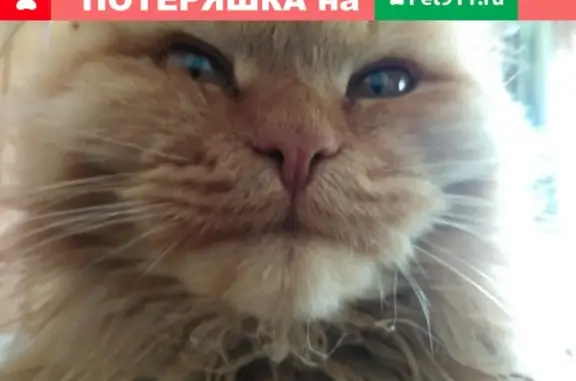 Потерянные животные Ижевск, фото: Пропал кот у Флагмана, Ижевск.