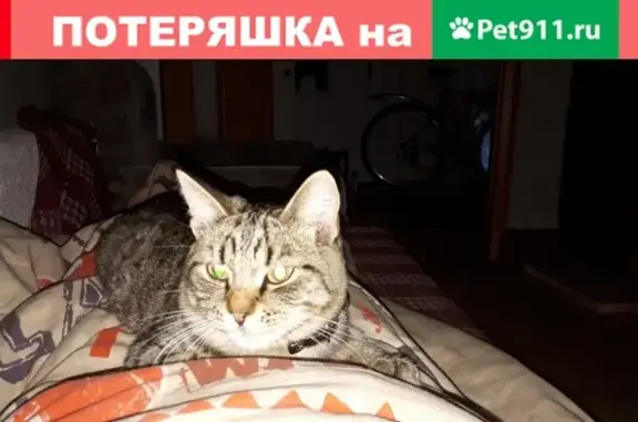 Пропала кошка в Среднеуральске [Потеряшки]