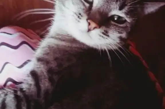 Кошки потеряшки, Коляновское, фото: Потеряшка кошка в деревне Андреево, Ивановская обл.