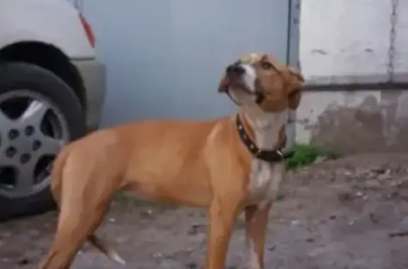 Пропала собака Гретта в Барнауле, помогите найти!