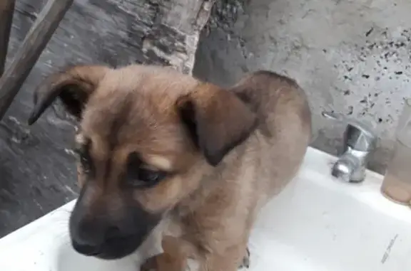 Пропала собака Альфа в Тольятти, Федоровка.