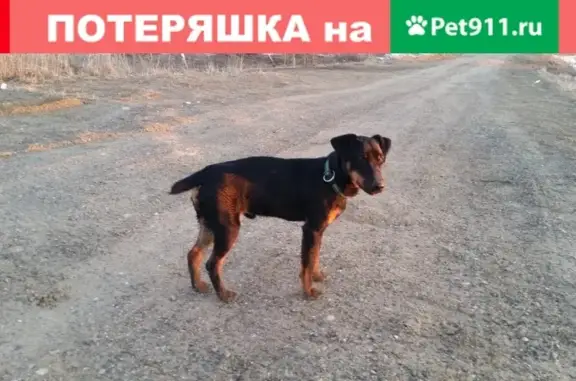 Пропала собака в поселке Копаево, Рыбинск