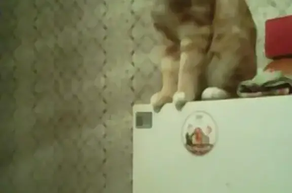 Потерянные животные Новосибирск, фото: Пропала кошка на ул. БАРЬЕРНОЙ-11, помогите!