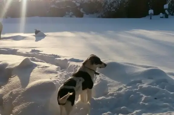 Пропала собака Боня в районе гидроузла, Рязанская область