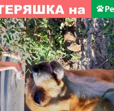 Пропала собака Джин в Морозовске