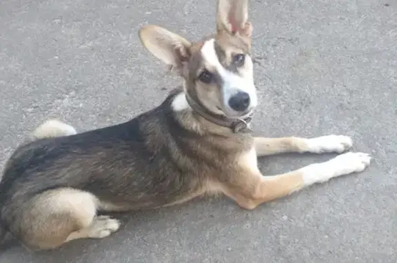 Собака Койдог найдена на Ново-Советской улице, Брянск (160)