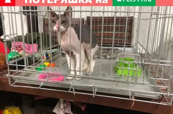 Найдена кошка в Краснодаре
