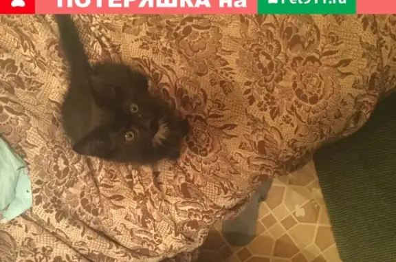 Найдена кошка в Москве, 3 месяца, чёрный с белыми лапами