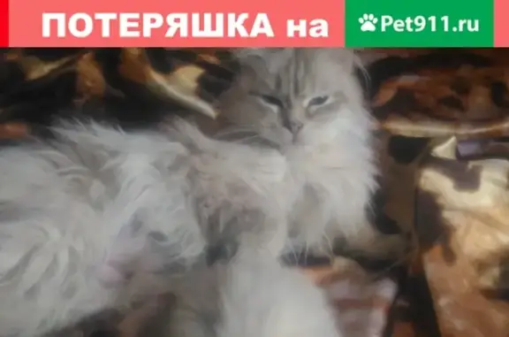 Пропала кошка на Набережной (Брянск)