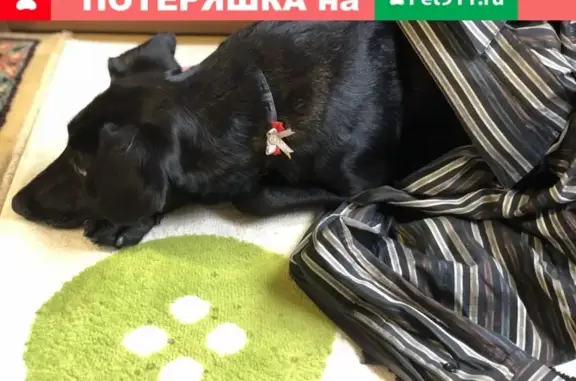 Собака с ошейником найдена в Санкт-Петербурге