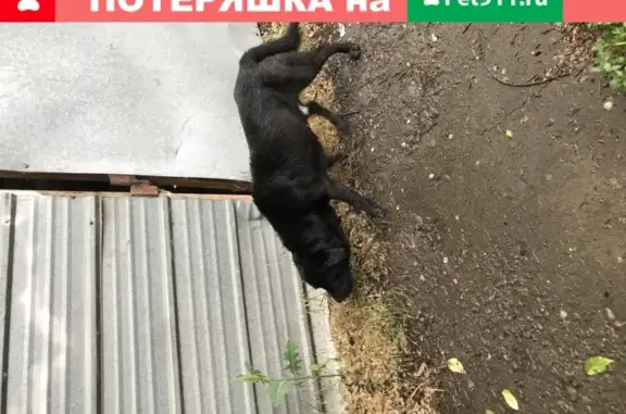 Собака без одного глаза в Азовском районе
