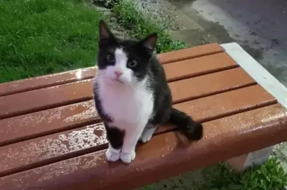 Найден чёрно-белый кот в ЖК Граффити, адрес: пр. Королёва, 57к1