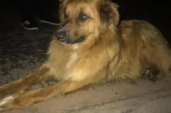 Найдена собака возле остановки Дубравная 23 в Казани