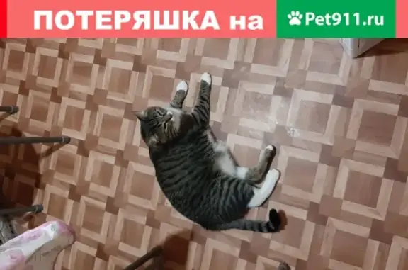 Кошки потеряшки, Москва, фото: Потеряшка кошка Кот на Рокоссовского, 32