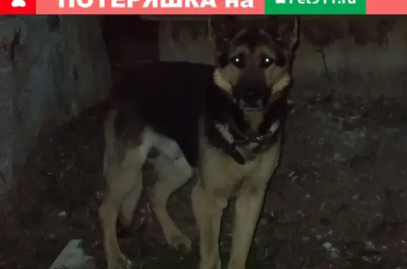 Найдена собака с ошейником на Дмитровском шоссе, Москва