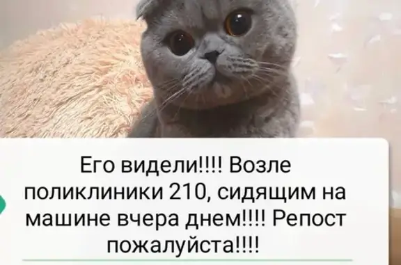 Кошки потеряшки, Москва, фото: Потеряшка кошка Симба на Борисовских прудах, дом 42