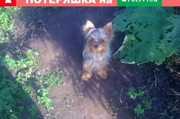 Пропала собака в селе Коларово, Томская обл.
