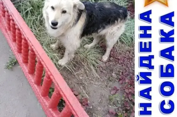 Найдена собака возле магазина в Кургане