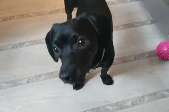 Найдена собака в Томске с ошейником