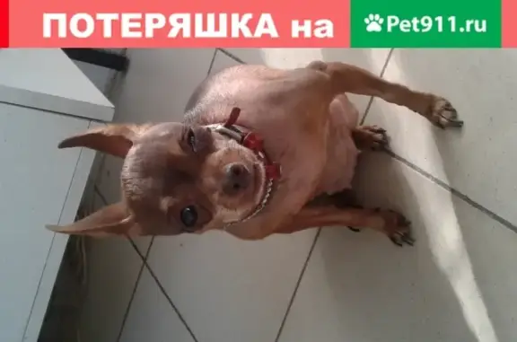 Собака светло-каштанового окраса найдена в Люберцах