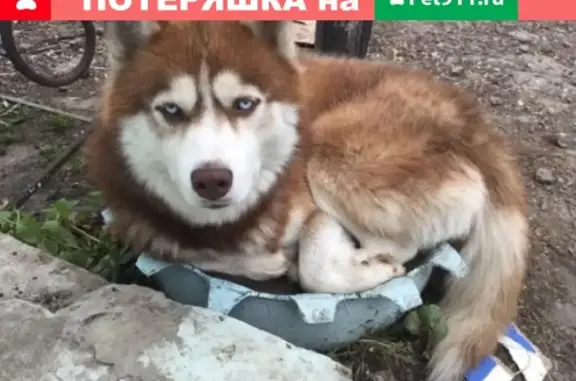 Пропала собака Алмаз в Калининском районе