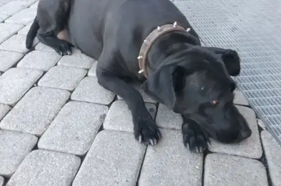 Найдена дружелюбная собака возле Галереи в Краснодаре